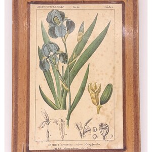 Può includere: Una stampa botanica incorniciata con un'illustrazione di un'iris. La stampa mostra i fiori, le foglie e varie parti della pianta, con etichette botaniche dettagliate. La cornice è in legno.