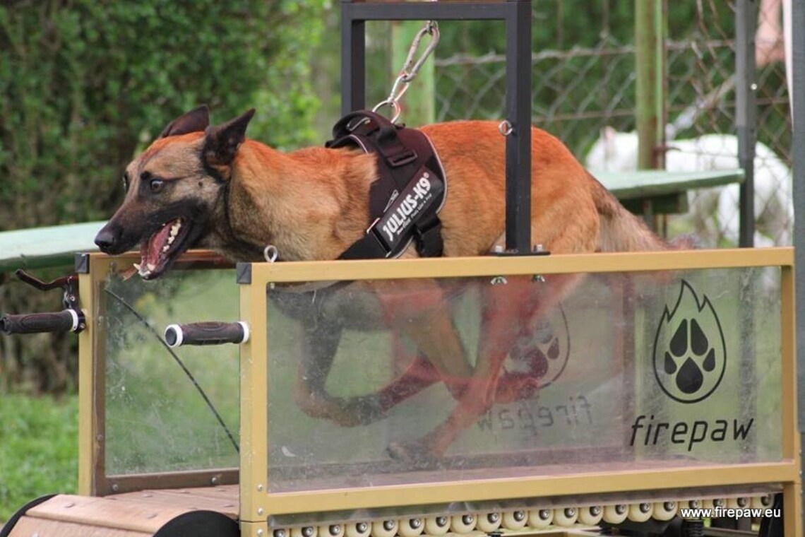 Firepaw Phoenix Dog Treadmill Slatmill Etsy