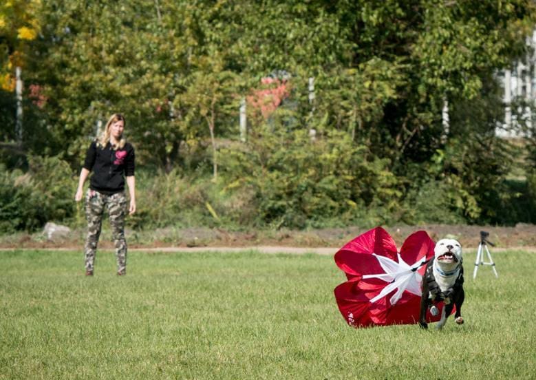 Firepaw Running resistance Chute for Dogs