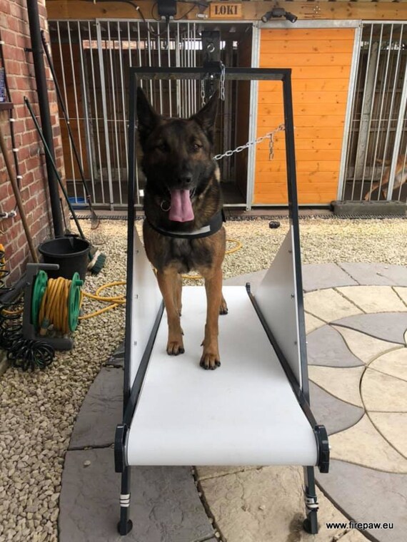 Firepaw Dragon Dog Treadmill - Etsy
