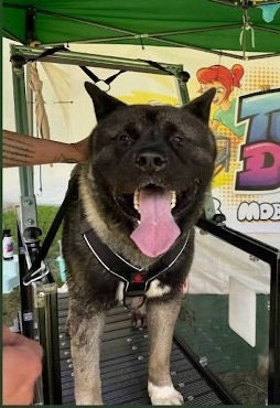 Firepaw Shock Absorbing Running Harness