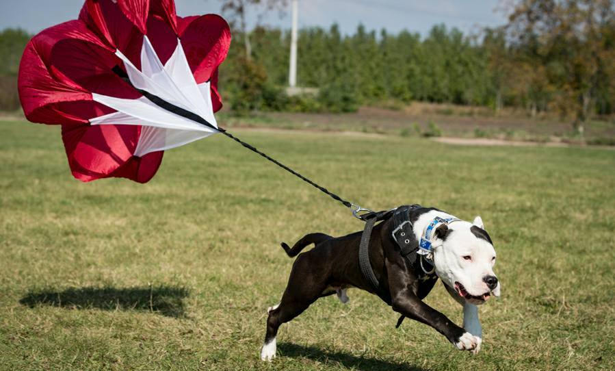 Firepaw Running resistance Chute for Dogs