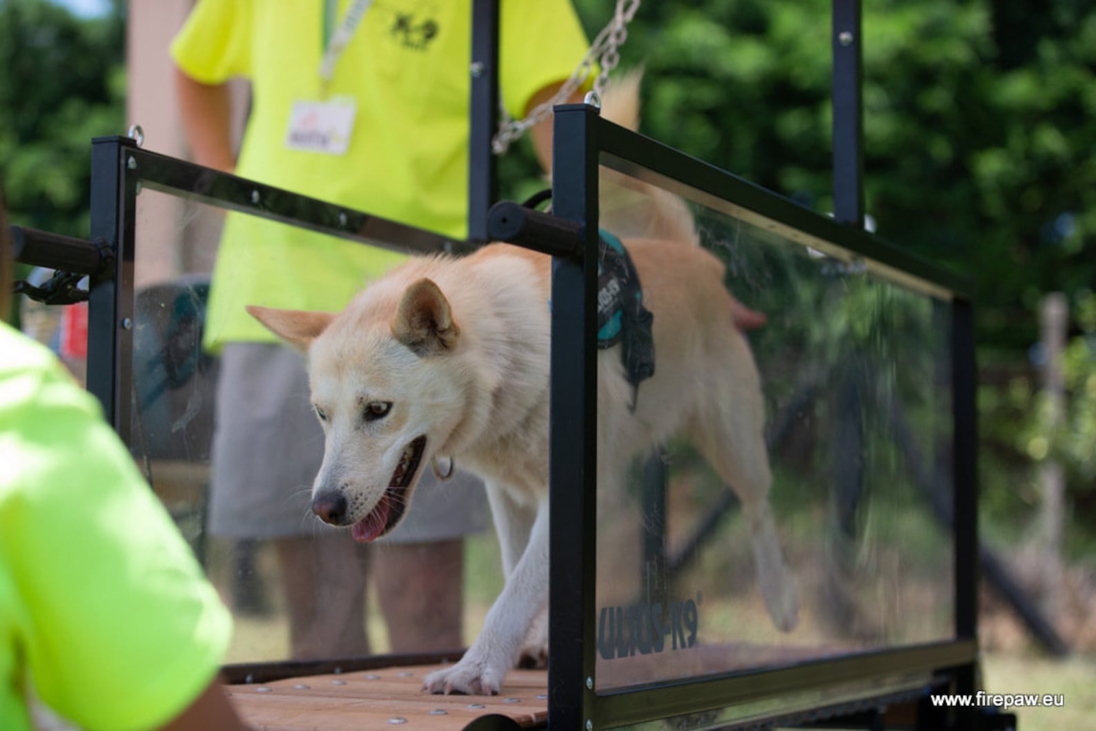Firepaw Phoenix Dog Treadmill Slatmill Etsy