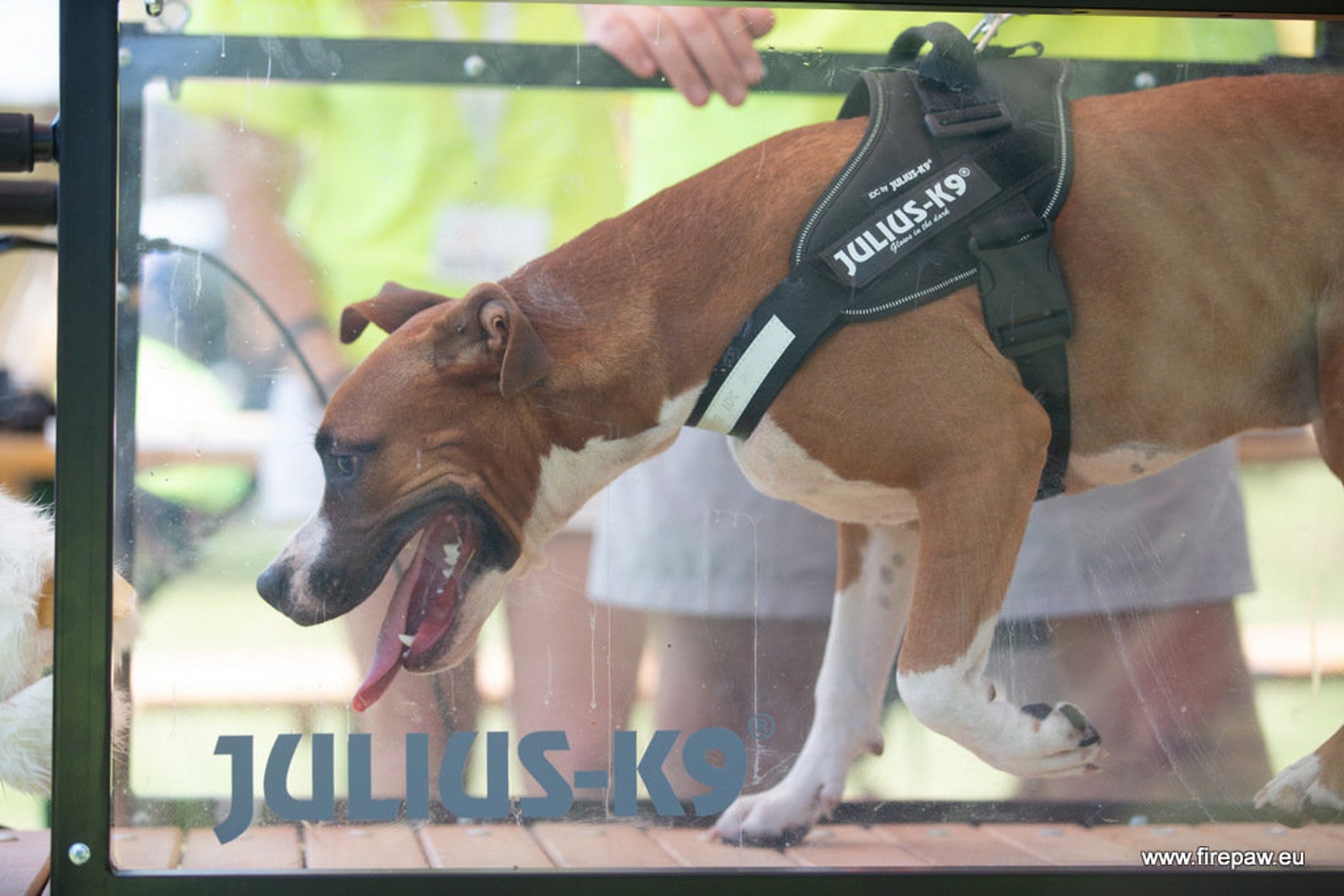 Firepaw Phoenix Dog Treadmill Slatmill Etsy