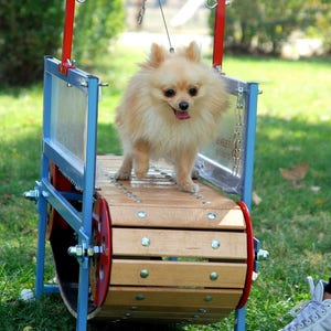 Dog treadmill for small dogs