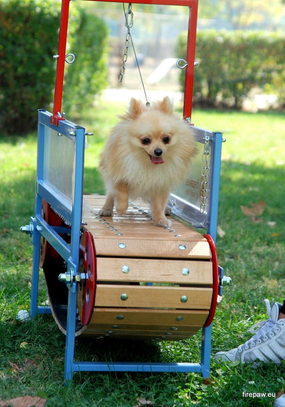 6 Best Dog Treadmills in 2022 - Best Treadmills for Your Dog