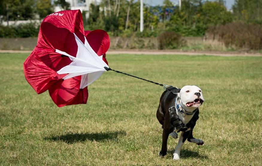 Firepaw Running resistance Chute for Dogs