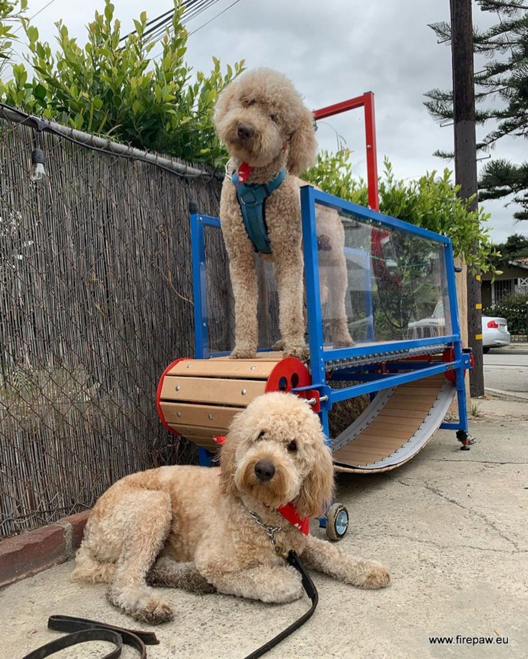 6 Best Dog Treadmills in 2022 - Best Treadmills for Your Dog