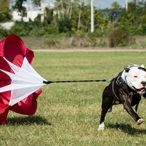Puede incluir: Un perro blanco y negro corre con un paracaídas rojo y blanco atado a una correa. El paracaídas está etiquetado como "Paw"
