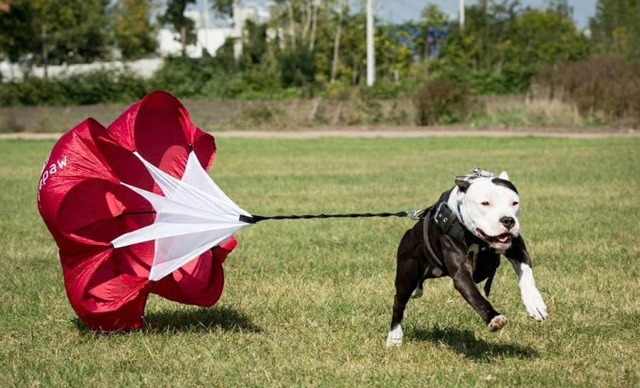 Firepaw Running resistance Chute for Dogs
