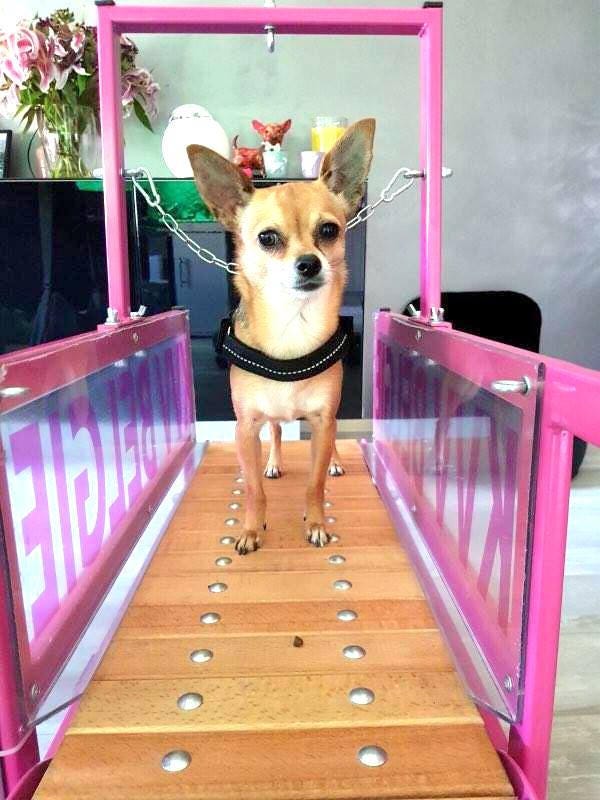 Mini dog treadmill deals