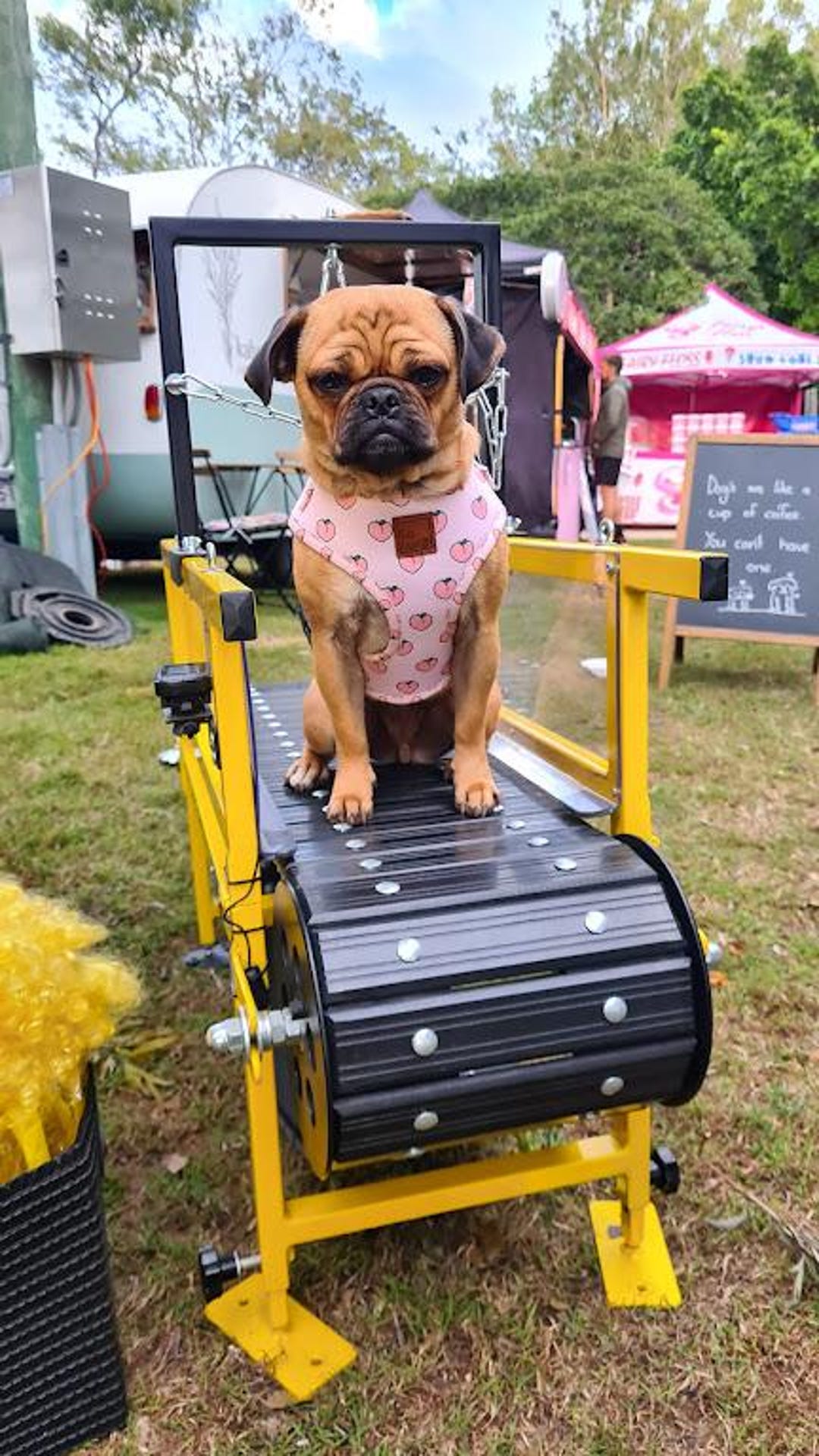 Buy Firepaw Mini Dog Treadmill Online in India