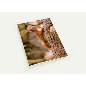 Carte de voeux Écureuil roux - Lot de 10