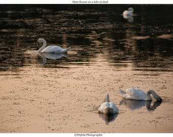 Photo print 'Mute Swans on a lake at dusk'