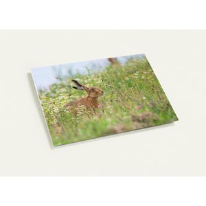 Carte de voeux lièvre parmi des fleurs sauvages - Lot de 10