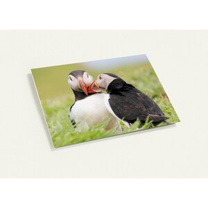 Cartes de voeux pour une paire de macareux - Lot de 10