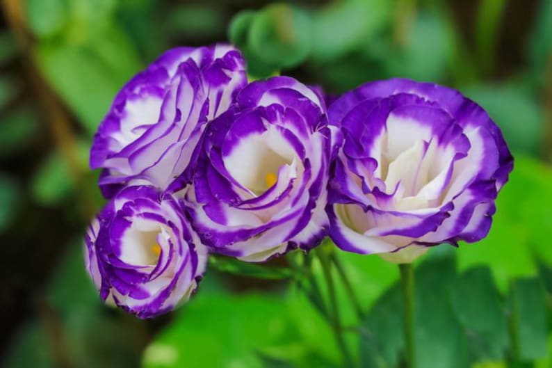 10 LISIANTHUS Seeds Blue Purple Lisianthus Seeds