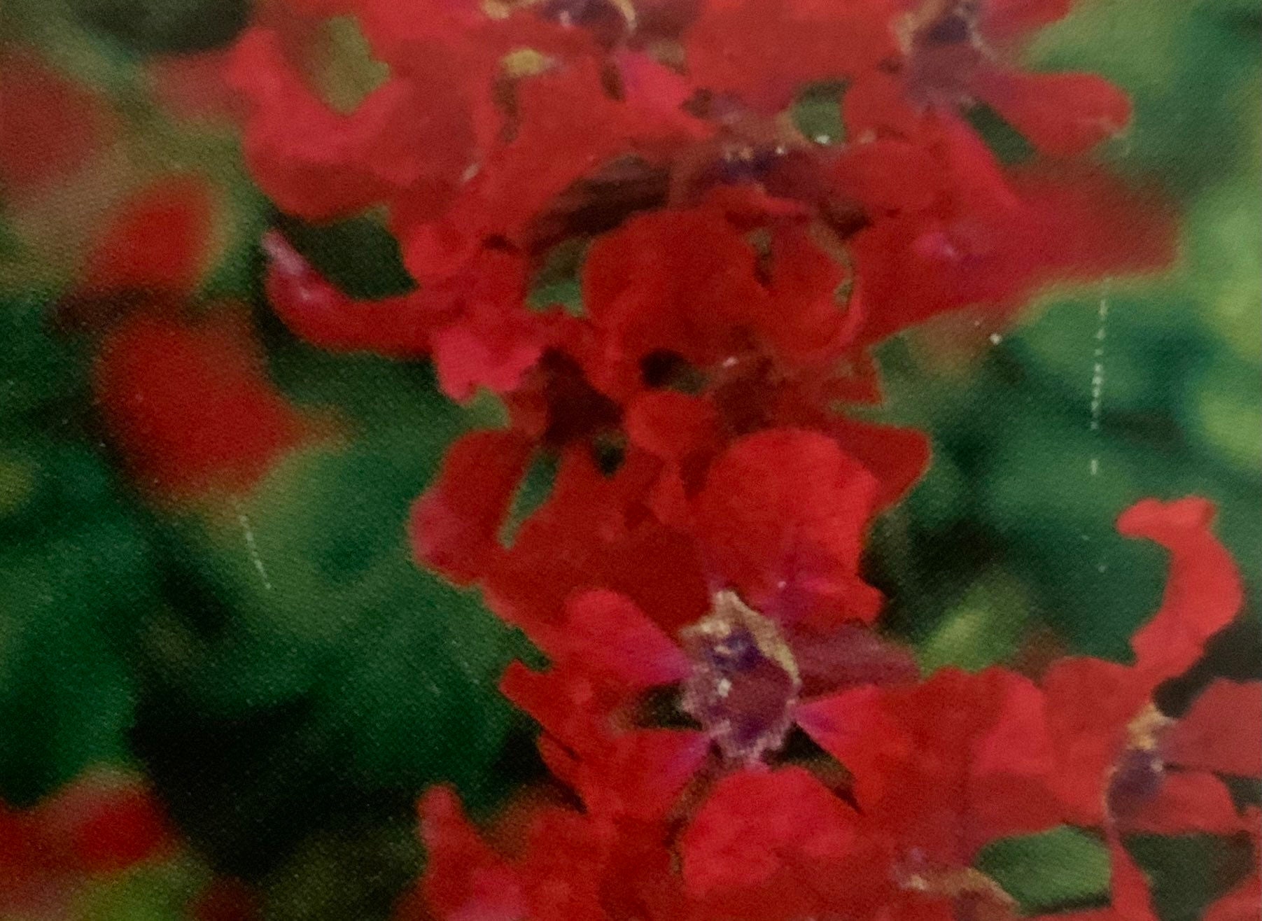 40 Cuphea Seeds Rose Sriracha Sriracha Red Cuphea Seeds | Etsy