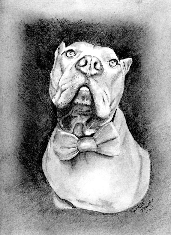 cute pitbull dog drawing