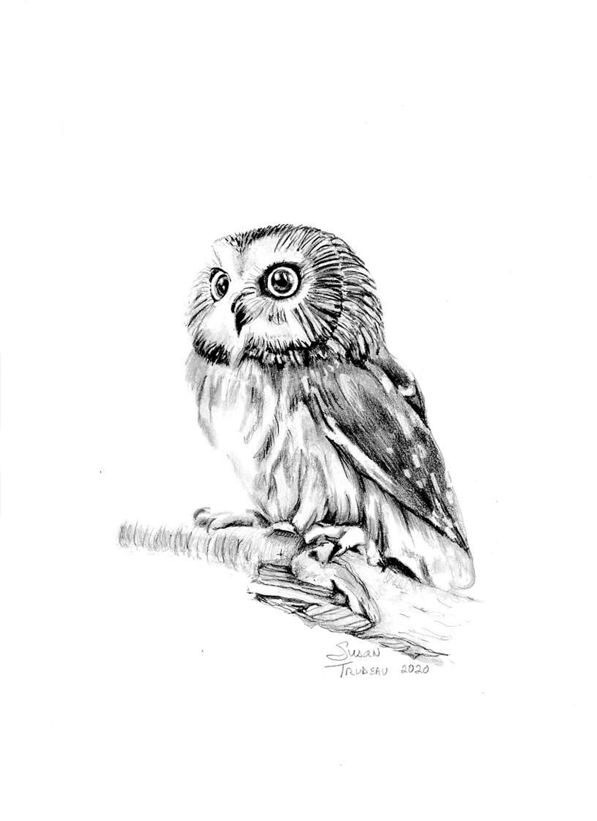 Realistic Owl Drawing
