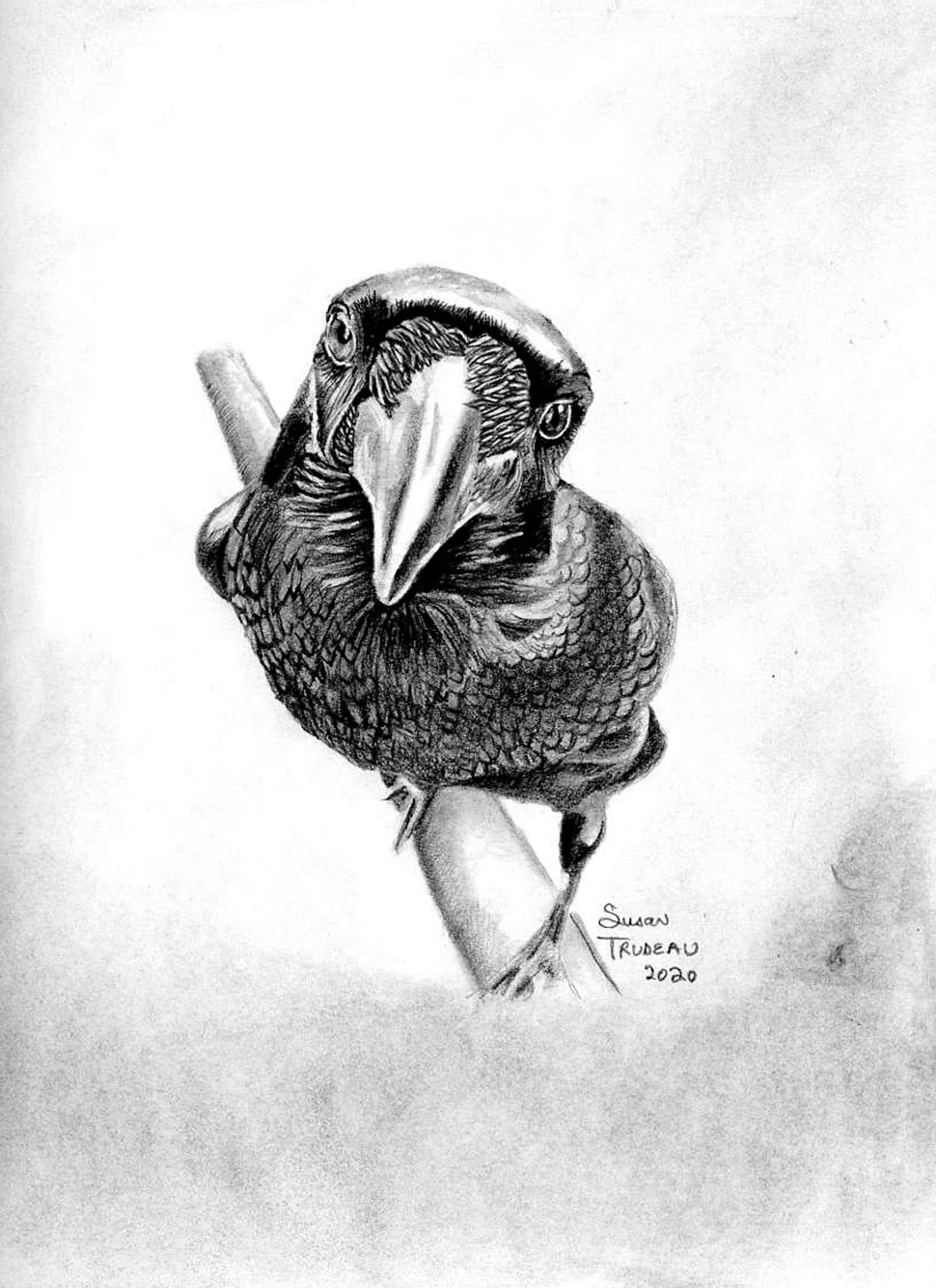 Premium AI Image  Pencil raven sketch crow animal draw AI Generated