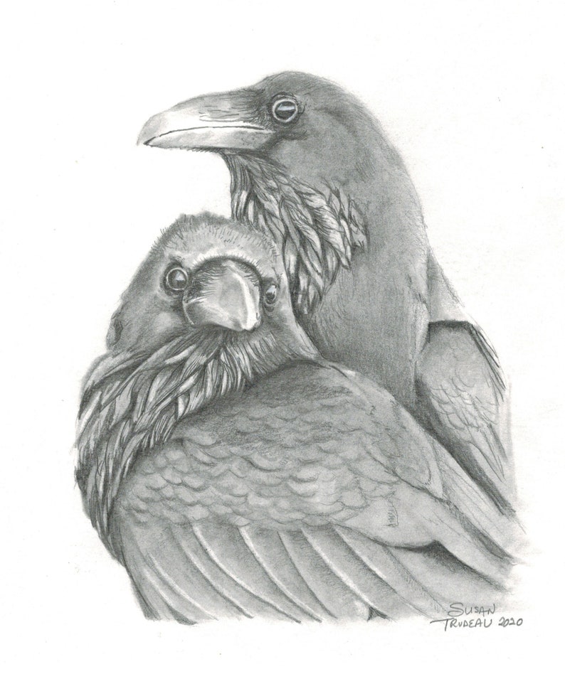 Realistic Raven Drawingpencil Artartworkrealistic Sketchwildlife