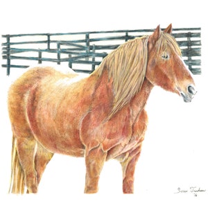 Snowbound Horse-Original Color Pencil Realistic Drawing-Artwork-Realism-Sketch