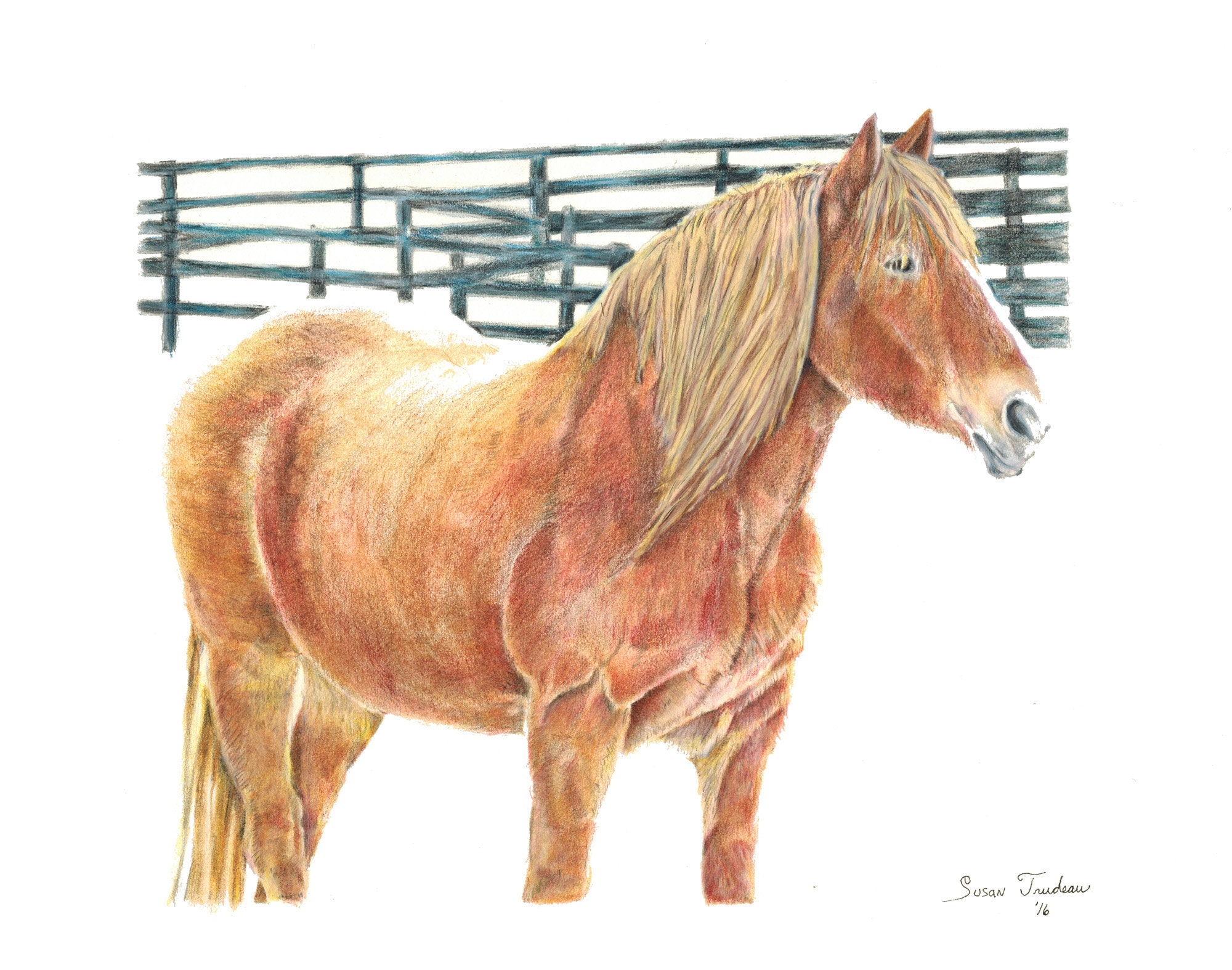 Mustang Horse Drawing With Color