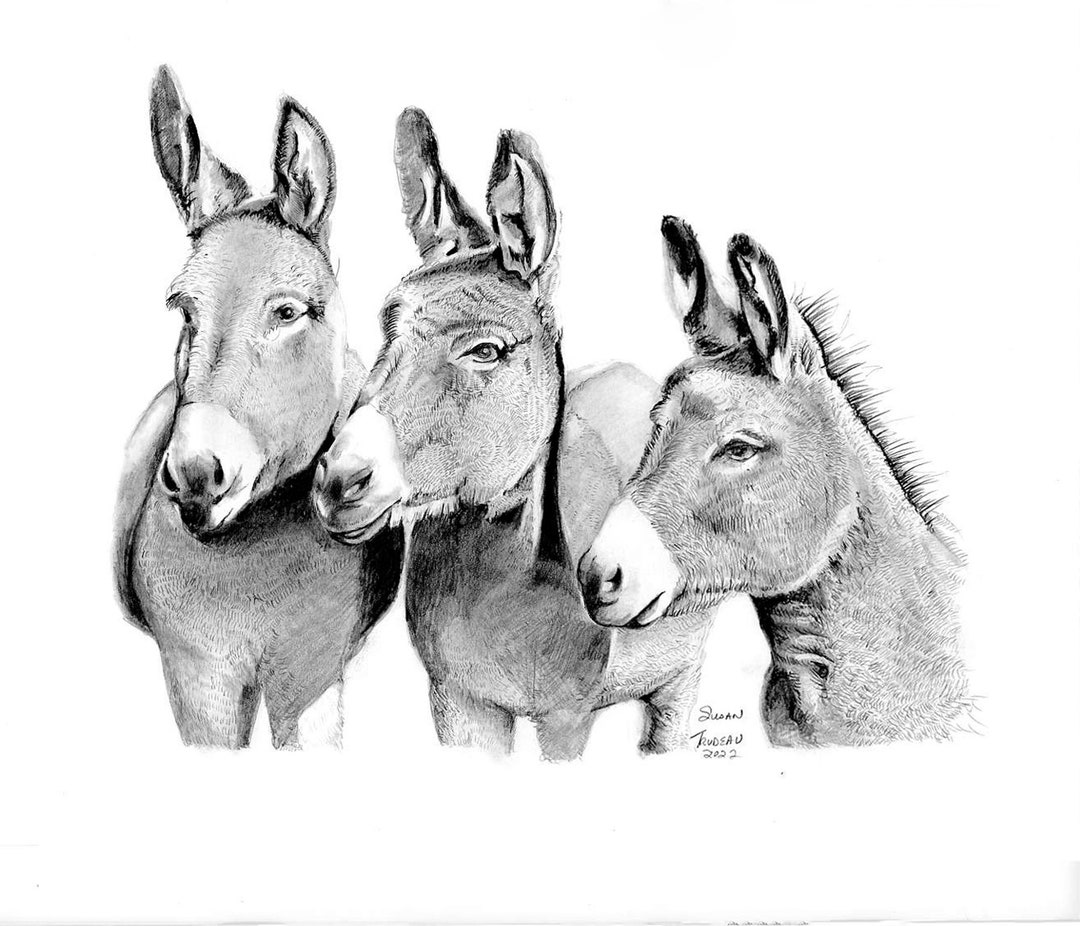 Realistic Donkey Drawingthree Amigos Donkeysrealistic Pencil Drawing