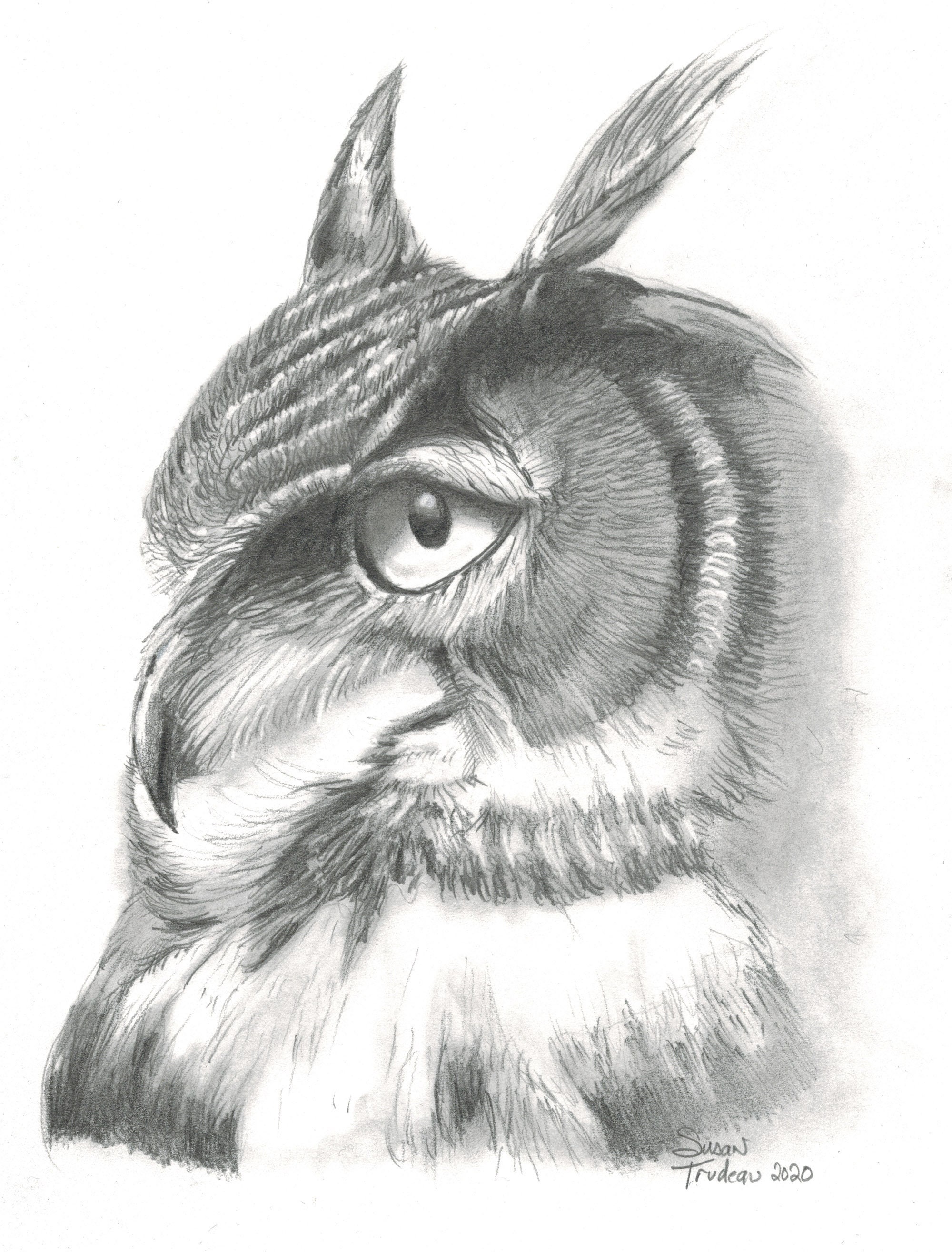Owl Face in Profile-realistic Pencil Original Artwork-realism-drawing