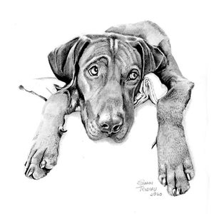 Realistic Labrador Drawing-Sad Lab-Original Pencil Drawing-Sketch-Realistic Graphite-Dog Portrait-Realism