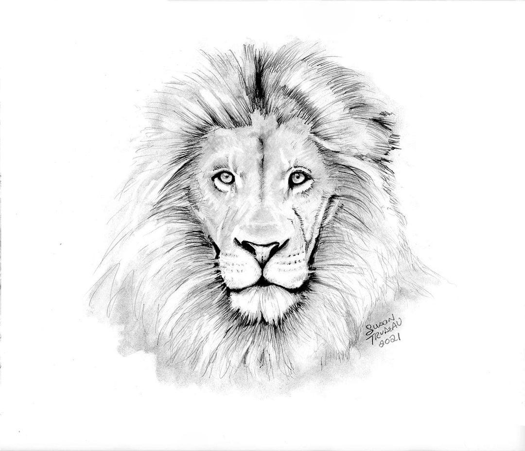 Dessin Lion Crayon Blanc – Luckyfind