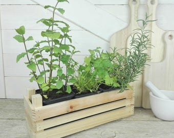 Wooden box seedlings for fragrant plants