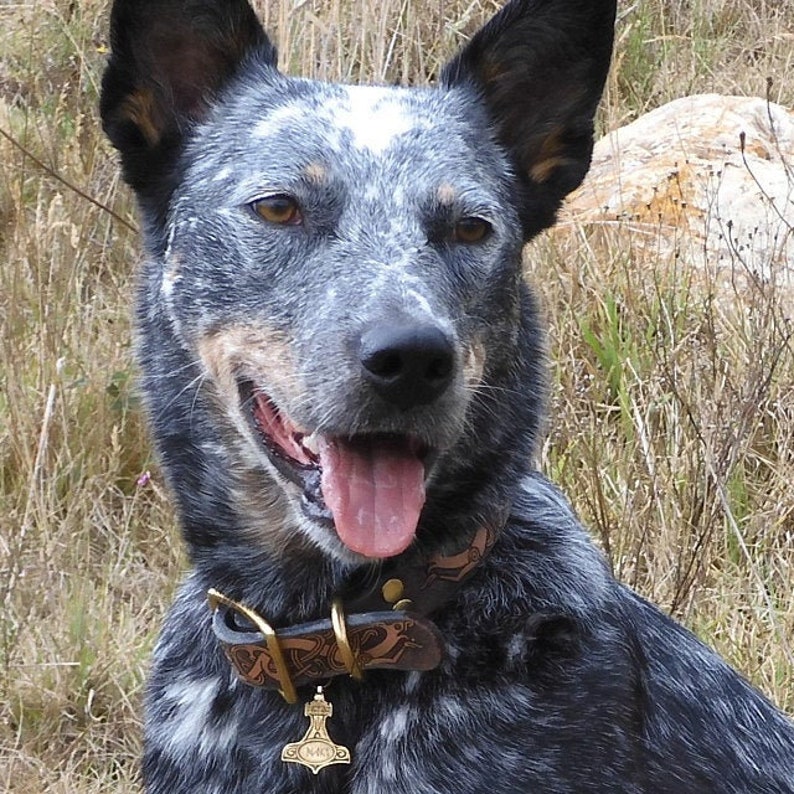 PET Engraved ID Tag Mjolnir the Hammer of Thor. You Can Etsy