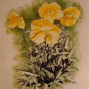 The Welsh Poppy."  A signed and limited print by Andrew Bailey. Flowers, Trees, Hares, Owls and Wildlife Originals and signed Prints.