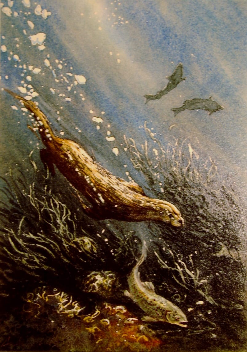 Otter and Sea Trout. A Signed and Numbered Print by Andrew Bailey ...