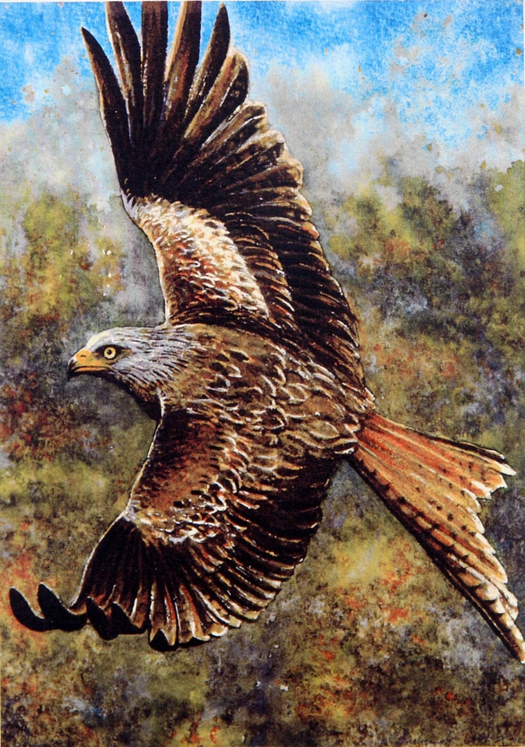 Red Kite Painting Welsh Art Limited Print by Andrew Bailey. Etsy