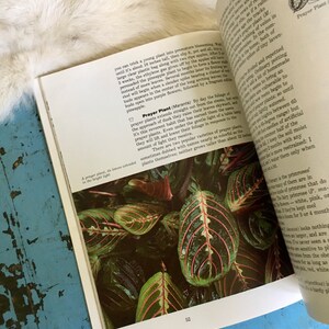 Puede incluir: Primer plano de una planta de oraci&oacute;n con hojas grandes, verdes con venas rojas. Las hojas est&aacute;n dobladas, como en oraci&oacute;n. El texto "Prayer Plant (Maranta)" es visible en la esquina inferior derecha de la imagen.