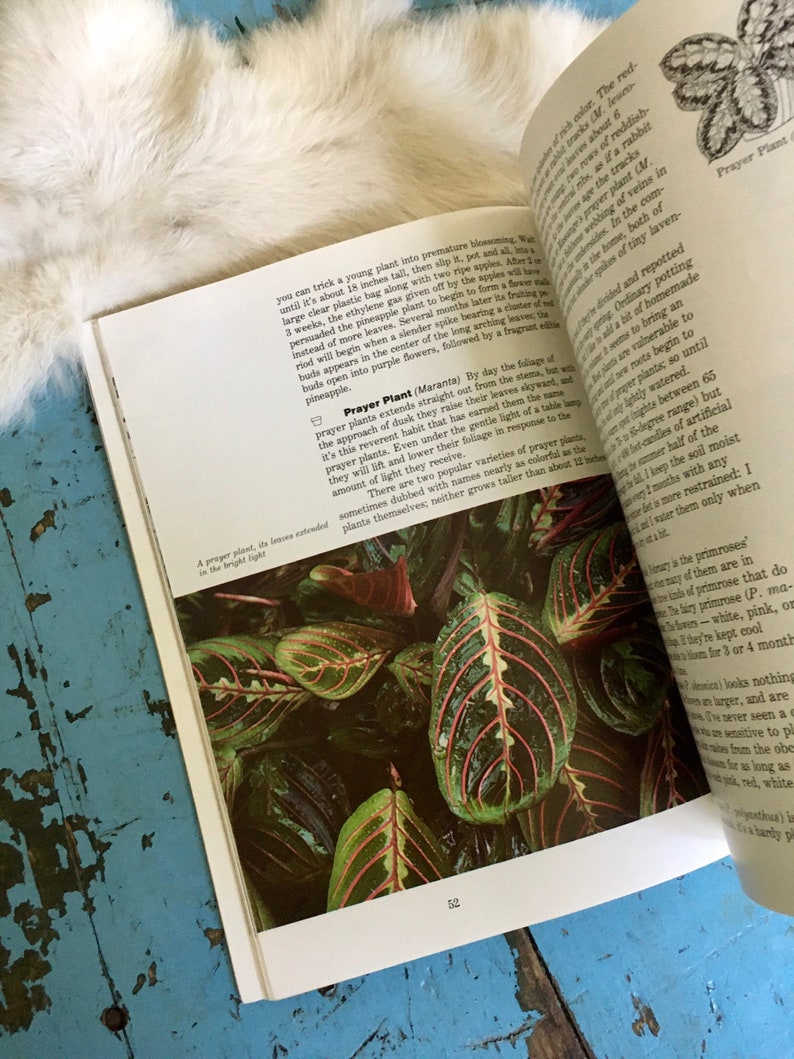 Puede incluir: Primer plano de una planta de oraci&oacute;n con hojas grandes, verdes con venas rojas. Las hojas est&aacute;n dobladas, como en oraci&oacute;n. El texto "Prayer Plant (Maranta)" es visible en la esquina inferior derecha de la imagen.