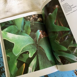 Puede incluir: Un libro abierto con una planta verde en la p&aacute;gina izquierda y texto en la p&aacute;gina derecha. El texto dice "AUG" y enumera varias plantas, incluyendo "Hawaiian Ti", "Staghorn Fern", "Strawberry Begonia", "String-of-Beads", "Tuberous-rooted Begonia", "Venus Flytrap", y "Feature: Care While You".