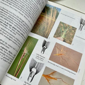 Weeds of the Northeast Field Guide: Wildflower Identification, 1997 First Edition