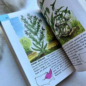 1950 Flowers Wildflower North America book common wildflower pocket key plant identification hiking foraging plant decor gift summer vintage
