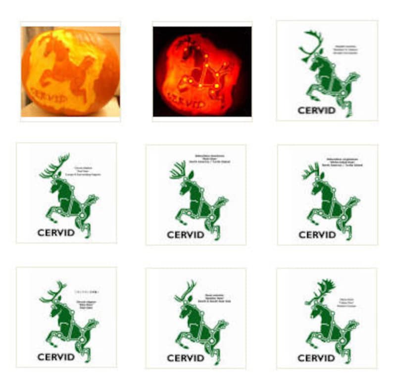 Pumpkin Carving Patterns Cervid Constellation Deer Family Etsy UK diy-constellation-pumpkin-carving-josie-michelle-davis