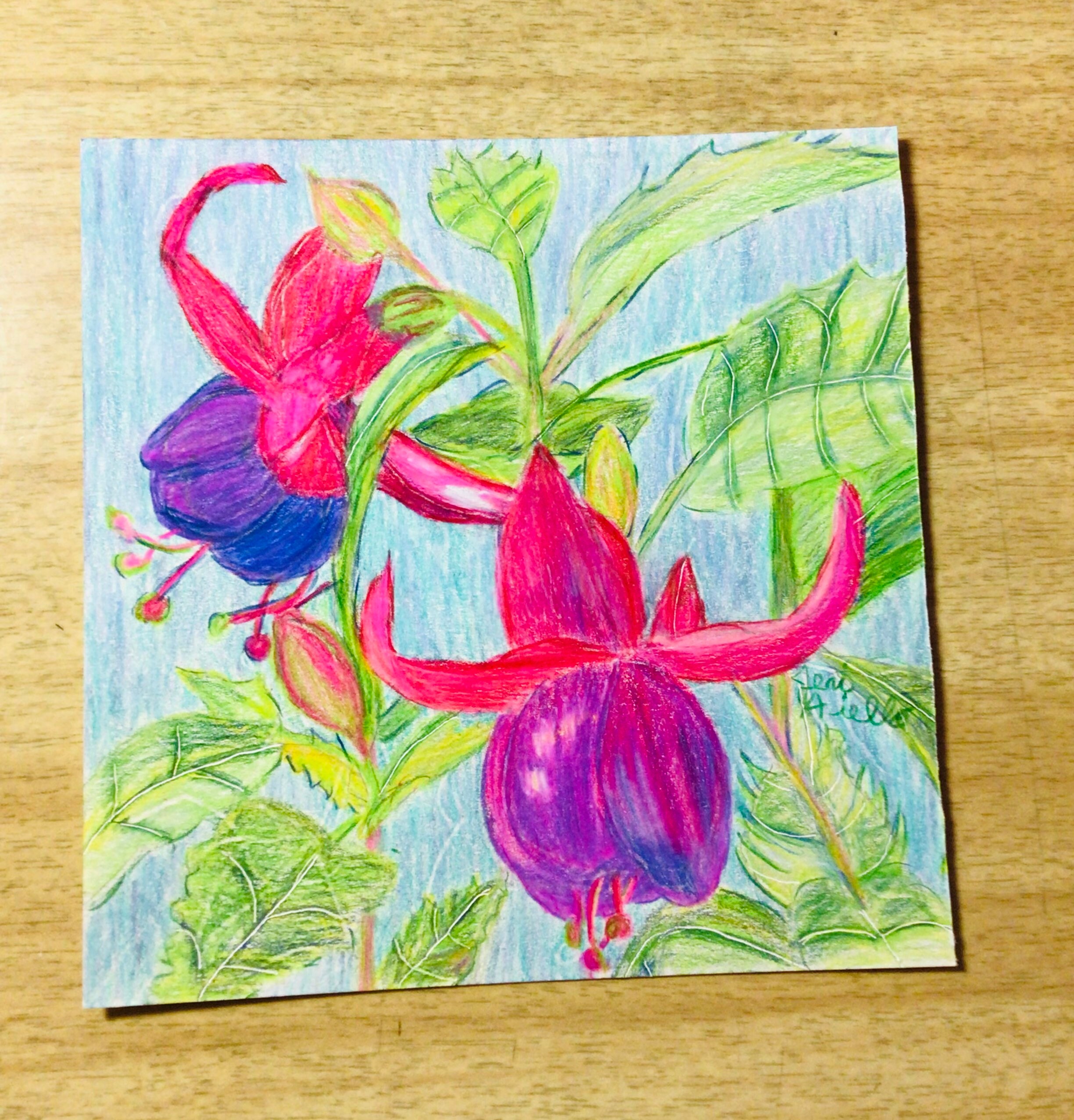 Fuchsia plant botanical art colored pencil painting garden Etsy