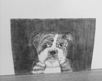 Brindle bulldog art, English bulldog art, print of original graphite, made in America, JeriAielloartstore, small bulldog print, dog lovers