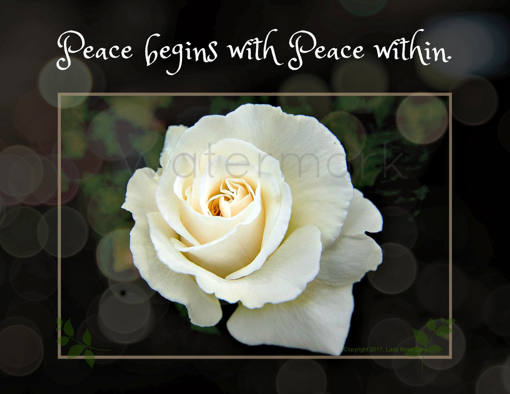 Images Of White Roses With Quotes