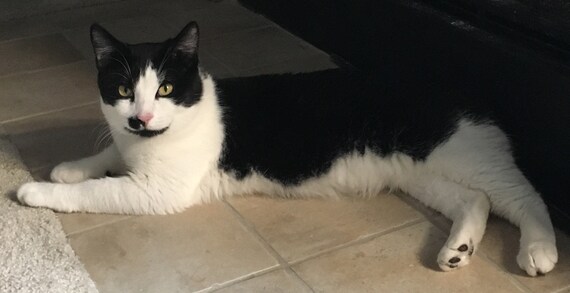 american shorthair cat tuxedo