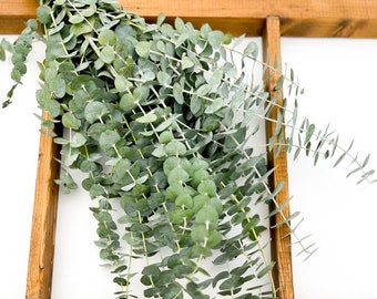 Fresh Baby Blue Eucalyptus Stems: Wedding Greenery Foliage