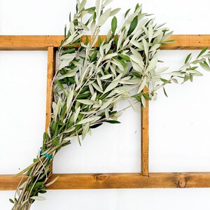 May include: A bunch of olive branches with green leaves tied together with a blue rubber band, resting on a wooden frame against a white background.