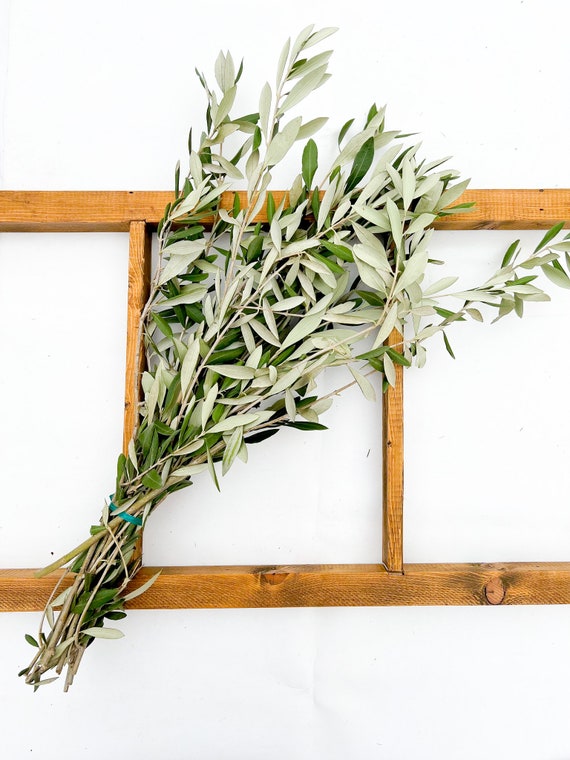 Fresh/dry Olive Branches Olive Branch Olive Branch Decor -  Canada